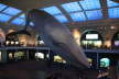 AMNH_Whale